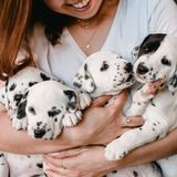 Dog Newbie? Key Things to Know Before Getting One
