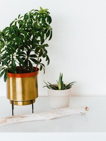 How to Use an Indoor Plant Stand Effectively
