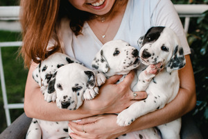 Dog Newbie? Key Things to Know Before Getting One