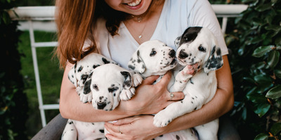 Dog Newbie? Key Things to Know Before Getting One