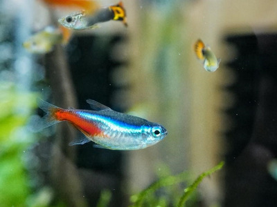 Top Household Items You Should Have as a Fish Pet Owner