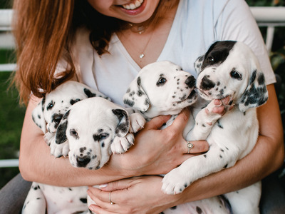 Dog Newbie? Key Things to Know Before Getting One